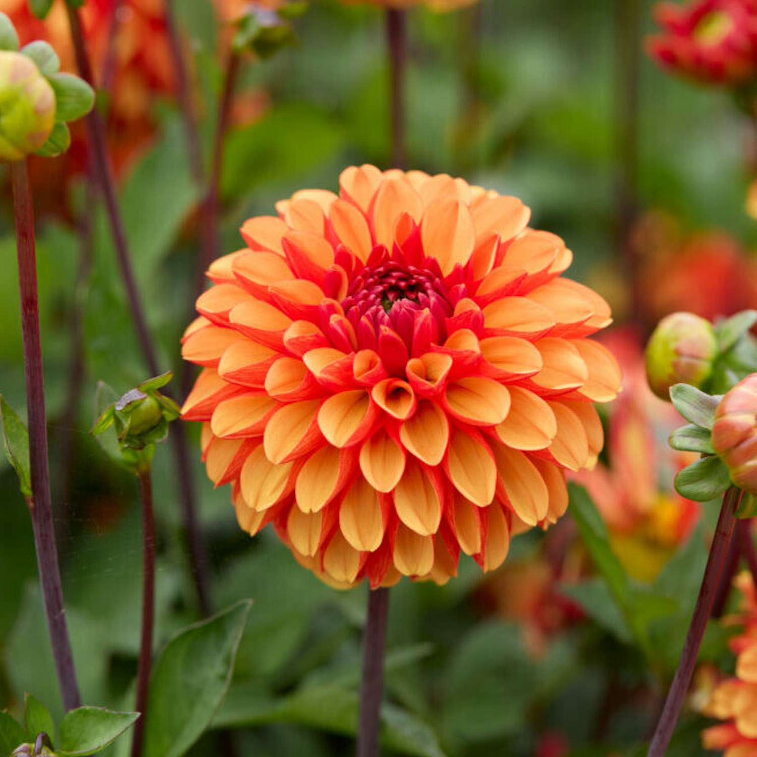 Dahlie 'American Sunset'