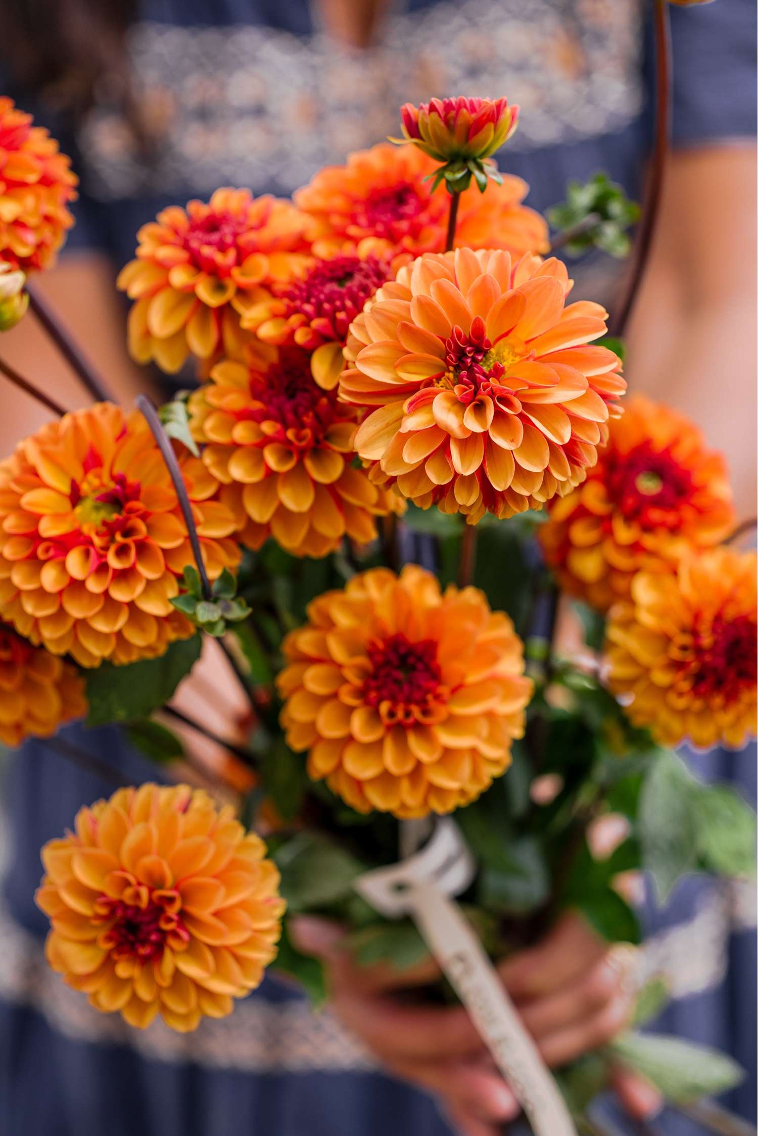 Dahlie 'American Sunset'