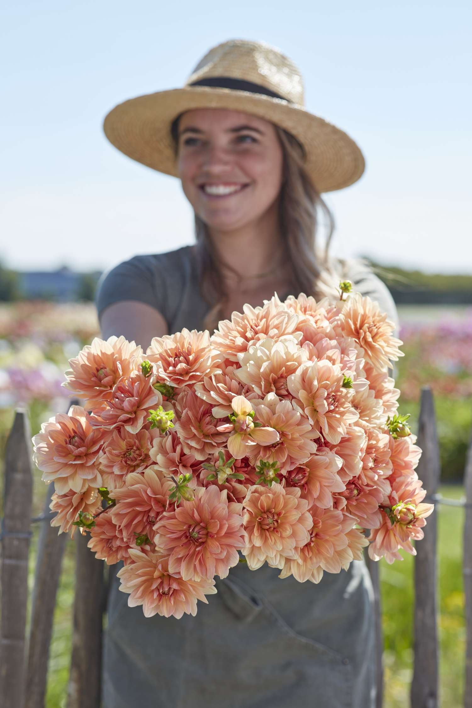 Dahlie 'Apricot Desire'