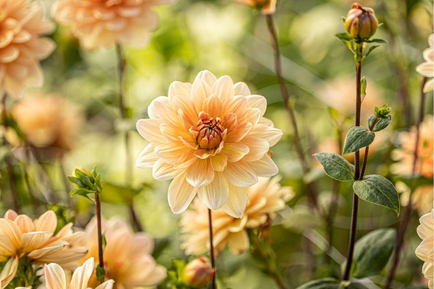 Dahlie 'Apricot Desire'