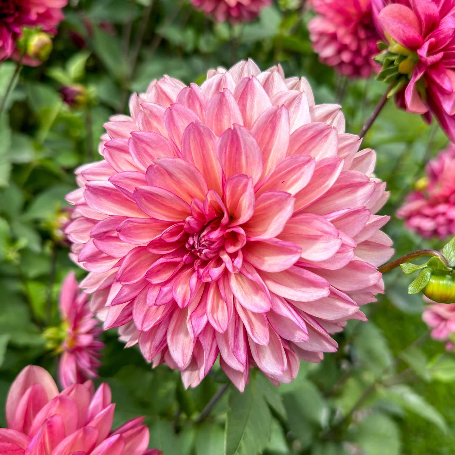Dahlie 'Bacardi'