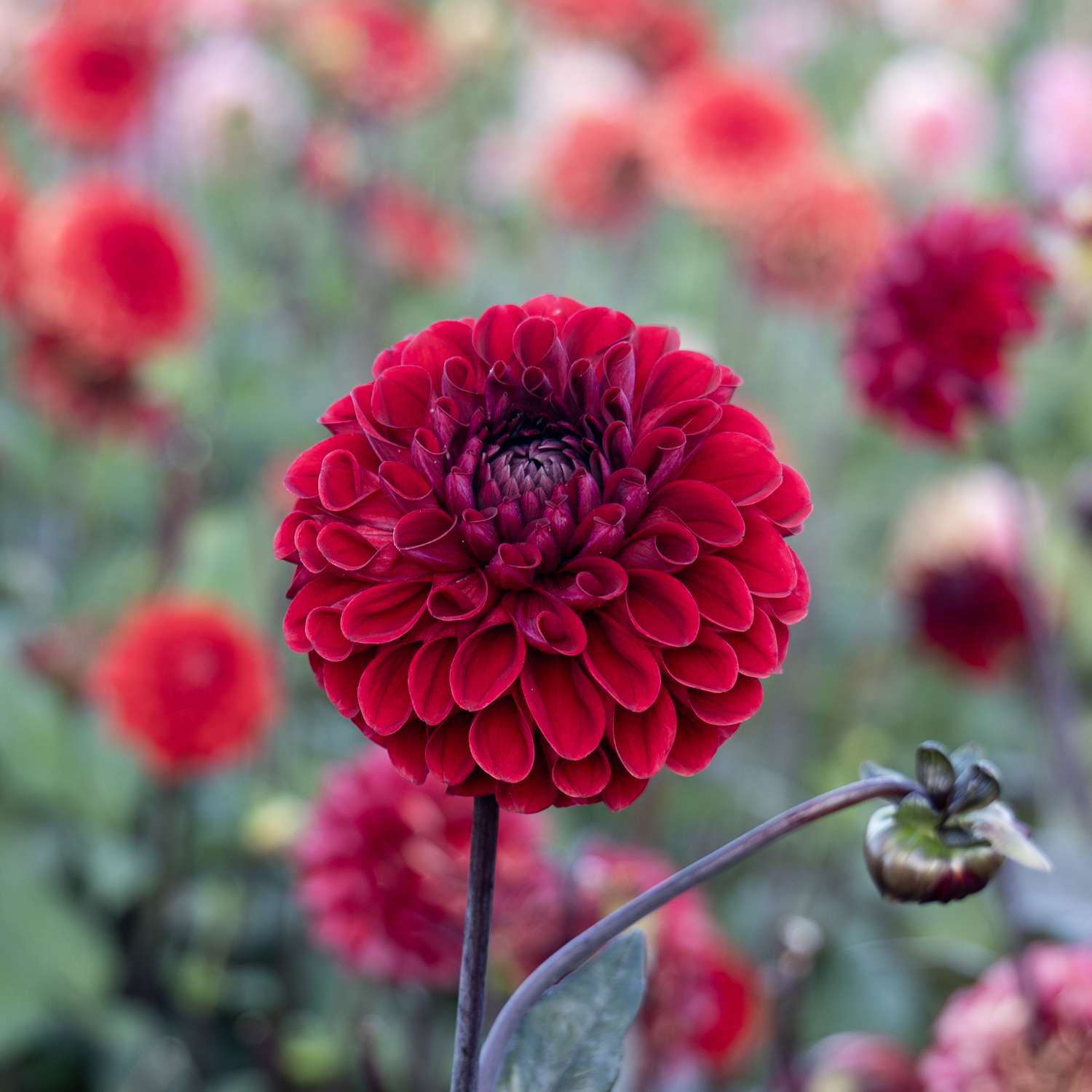 Dahlie ‘Baccara’ - Dahlia