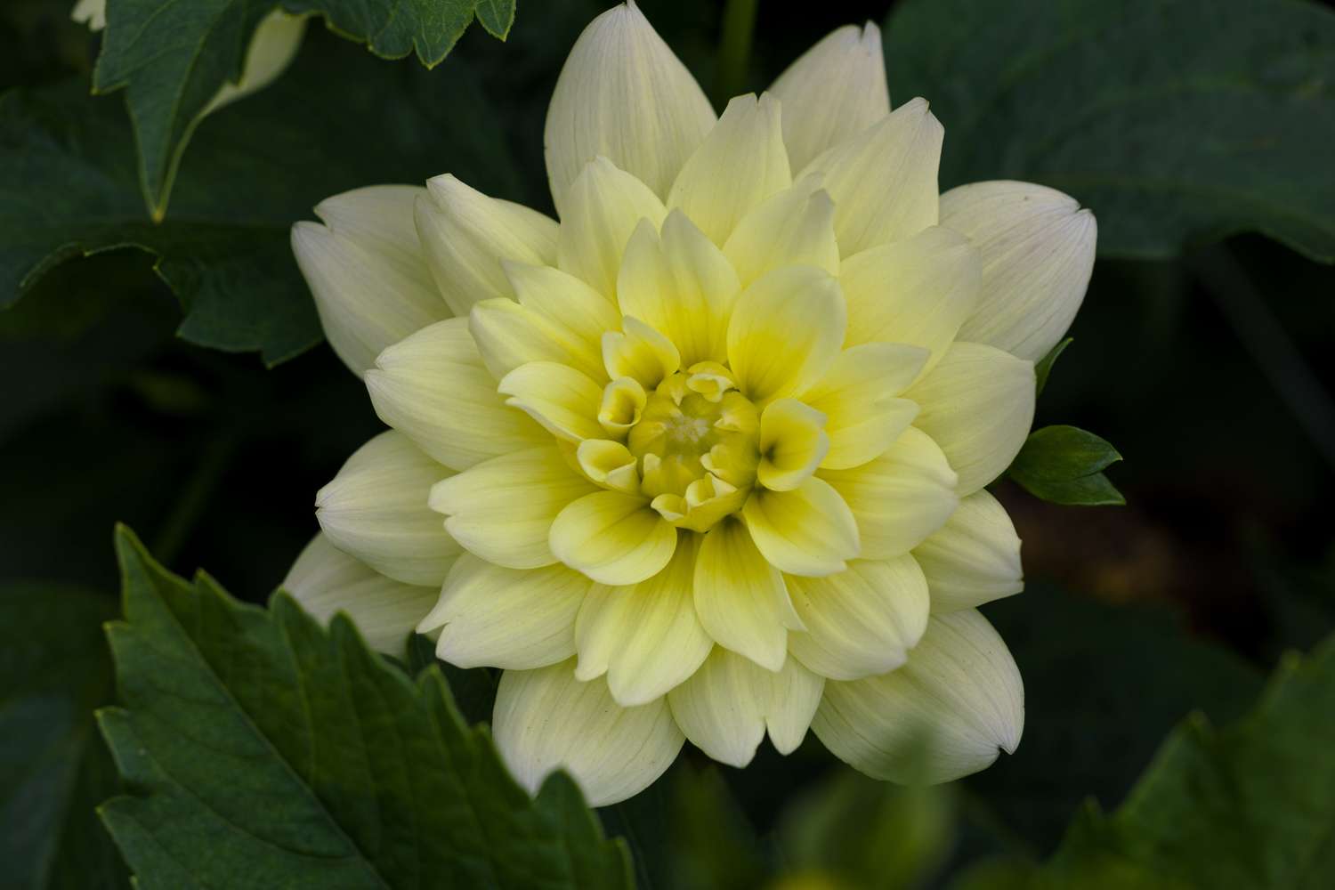 Dahlie 'Berliner Lemon'