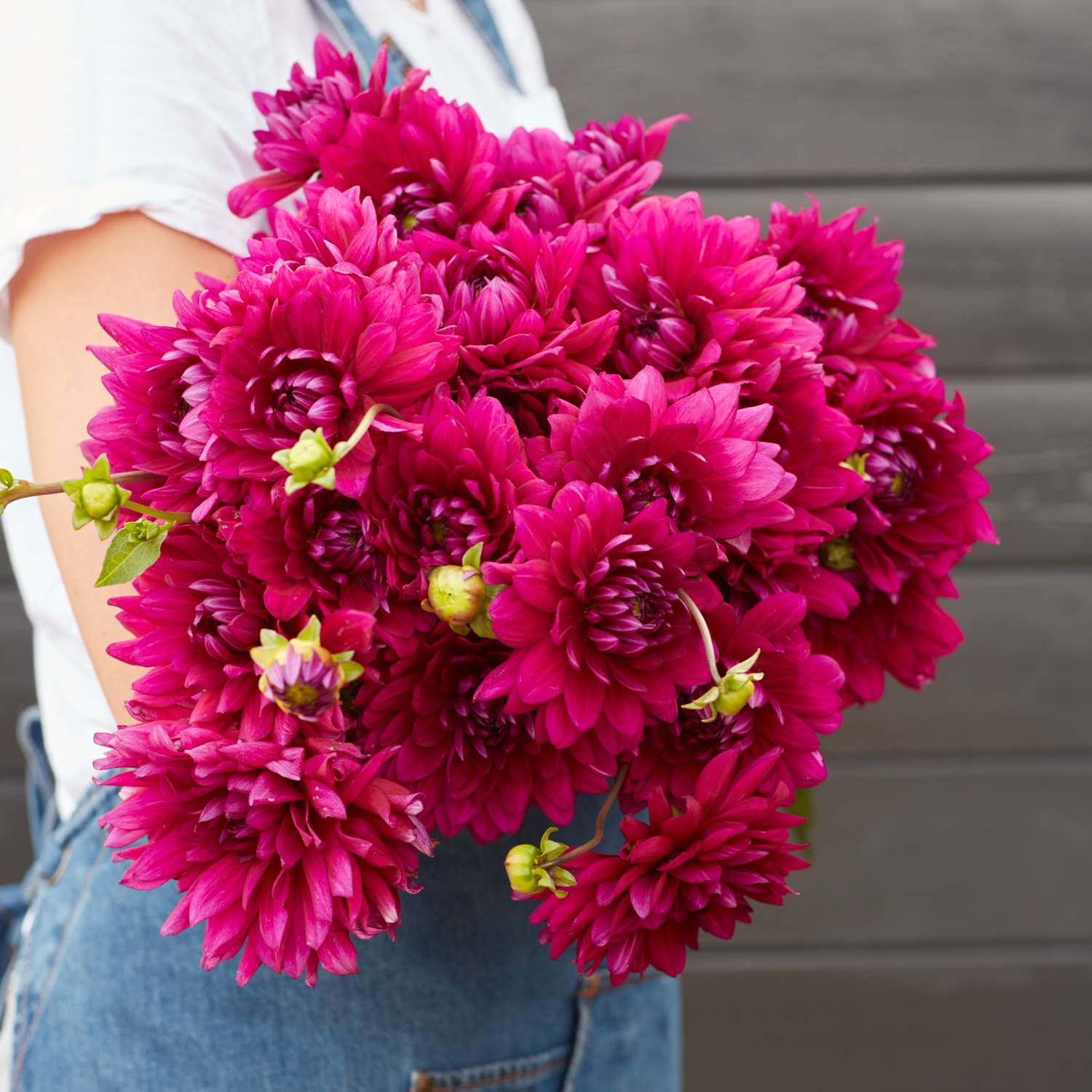 Dahlie 'Berner Oberland'