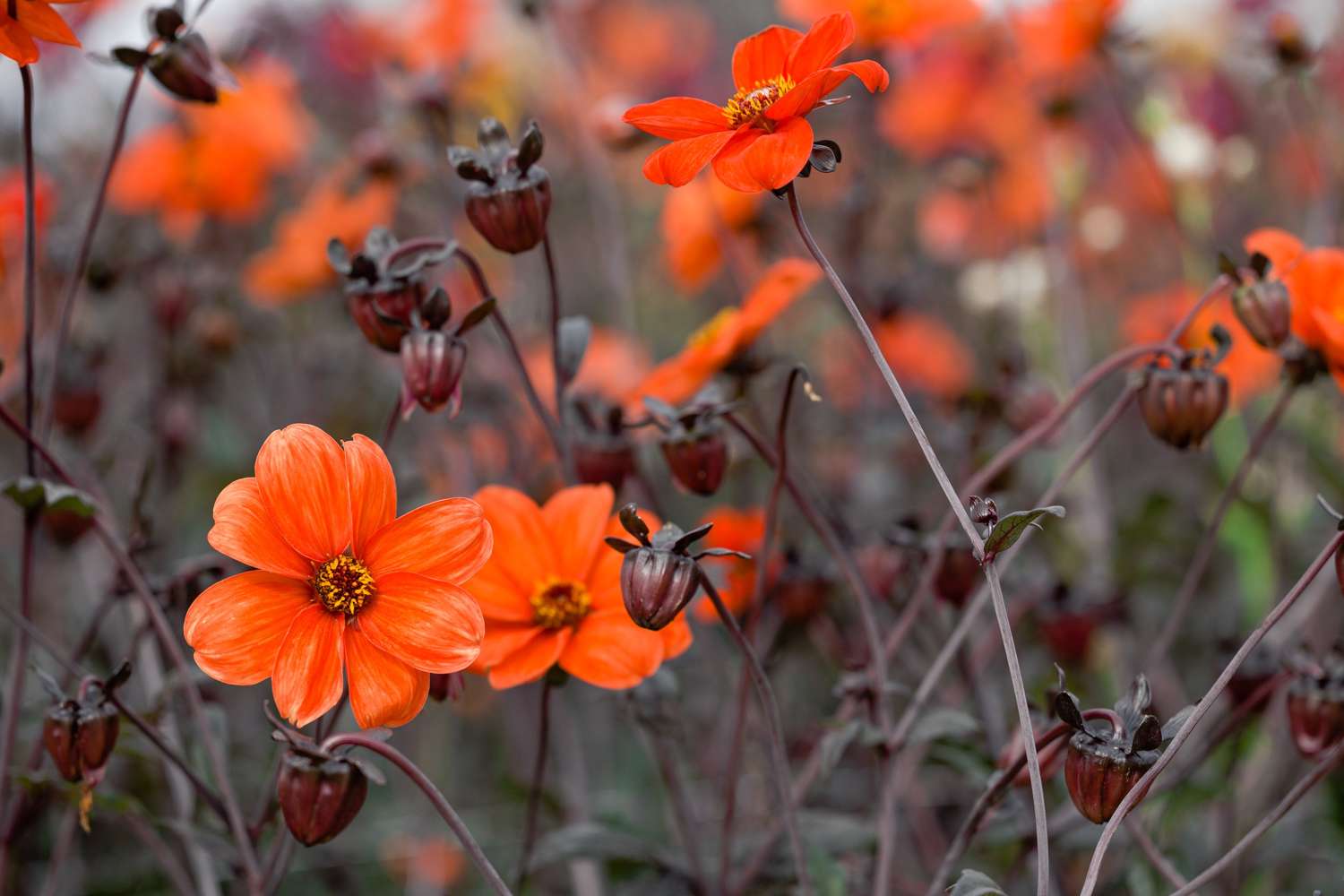 Dahlie 'Bishop of Oxford'