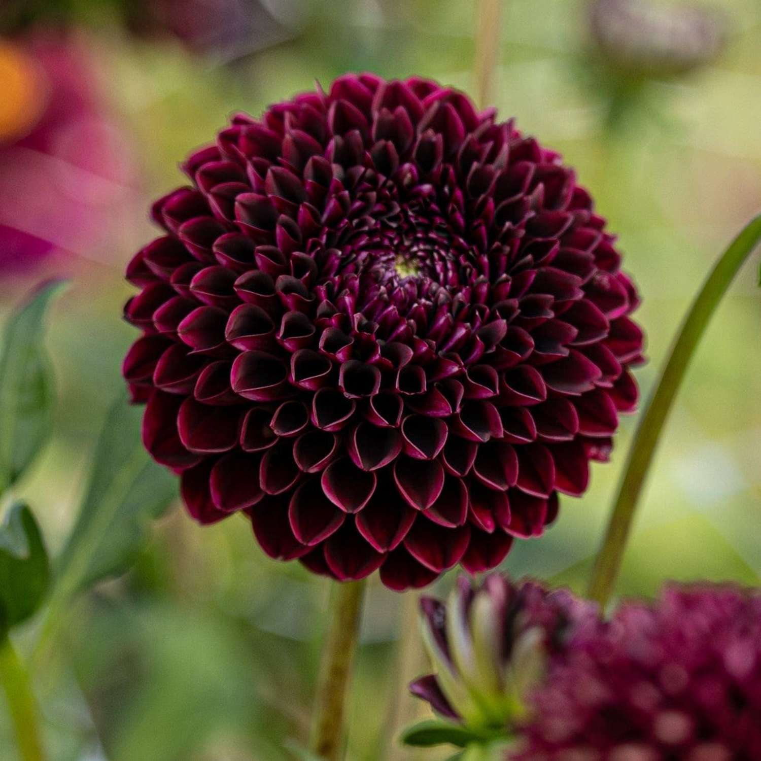 Dahlie 'Black Pierre'
