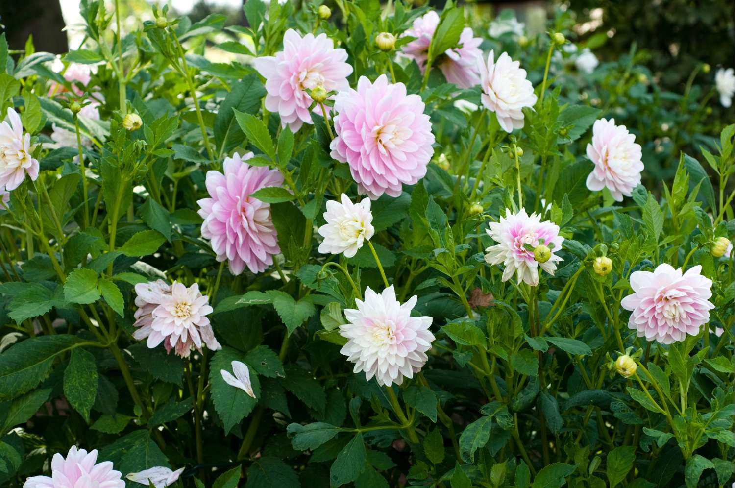 Dahlie ‘Bracken Ballerina’ - Dahlia