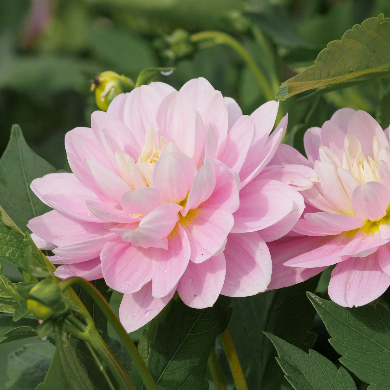 Dahlie ‘Bracken Ballerina’ - Dahlia
