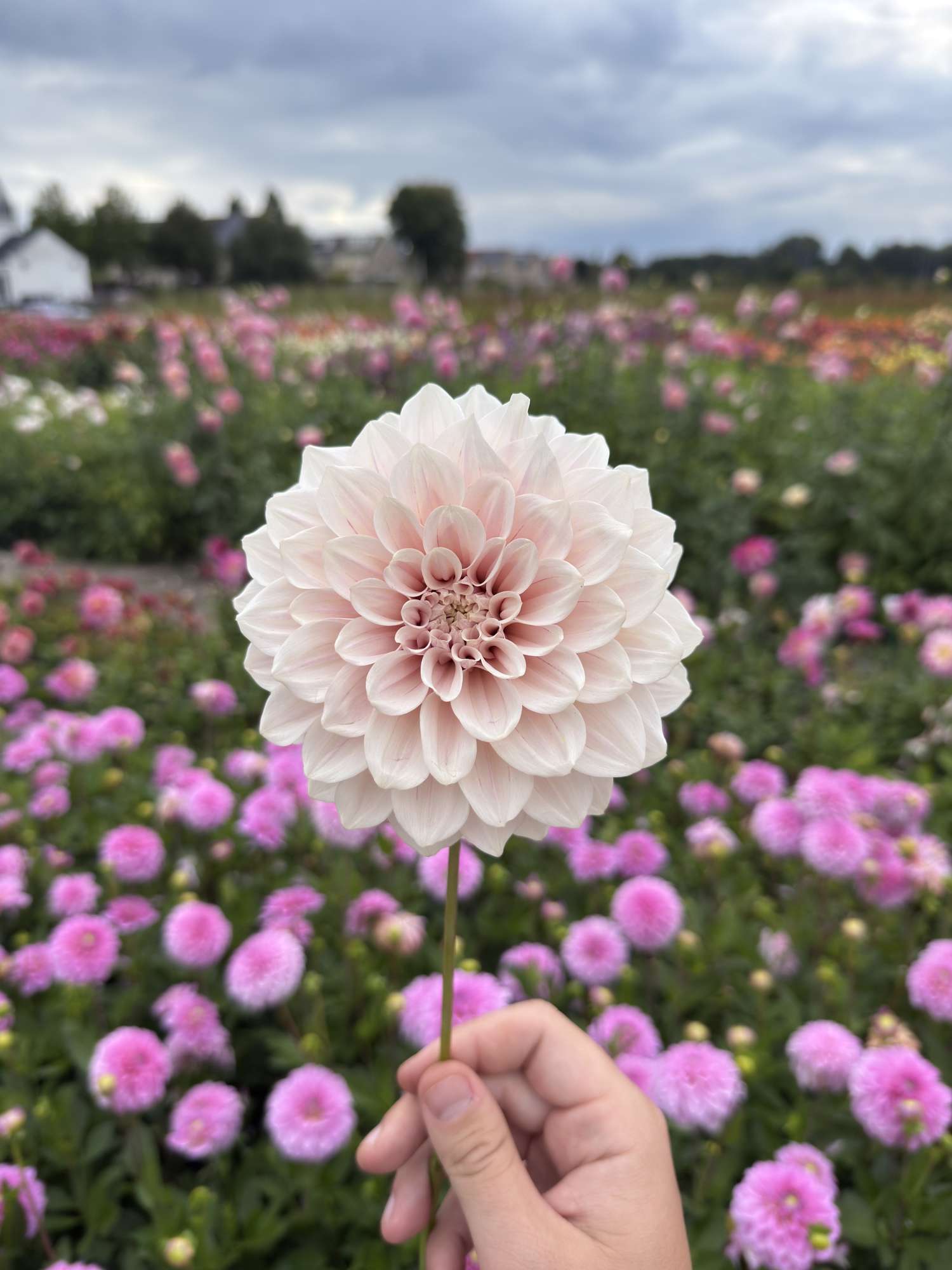Dahlie ‘Cafe au Lait Pale Pink’ - Dahlia