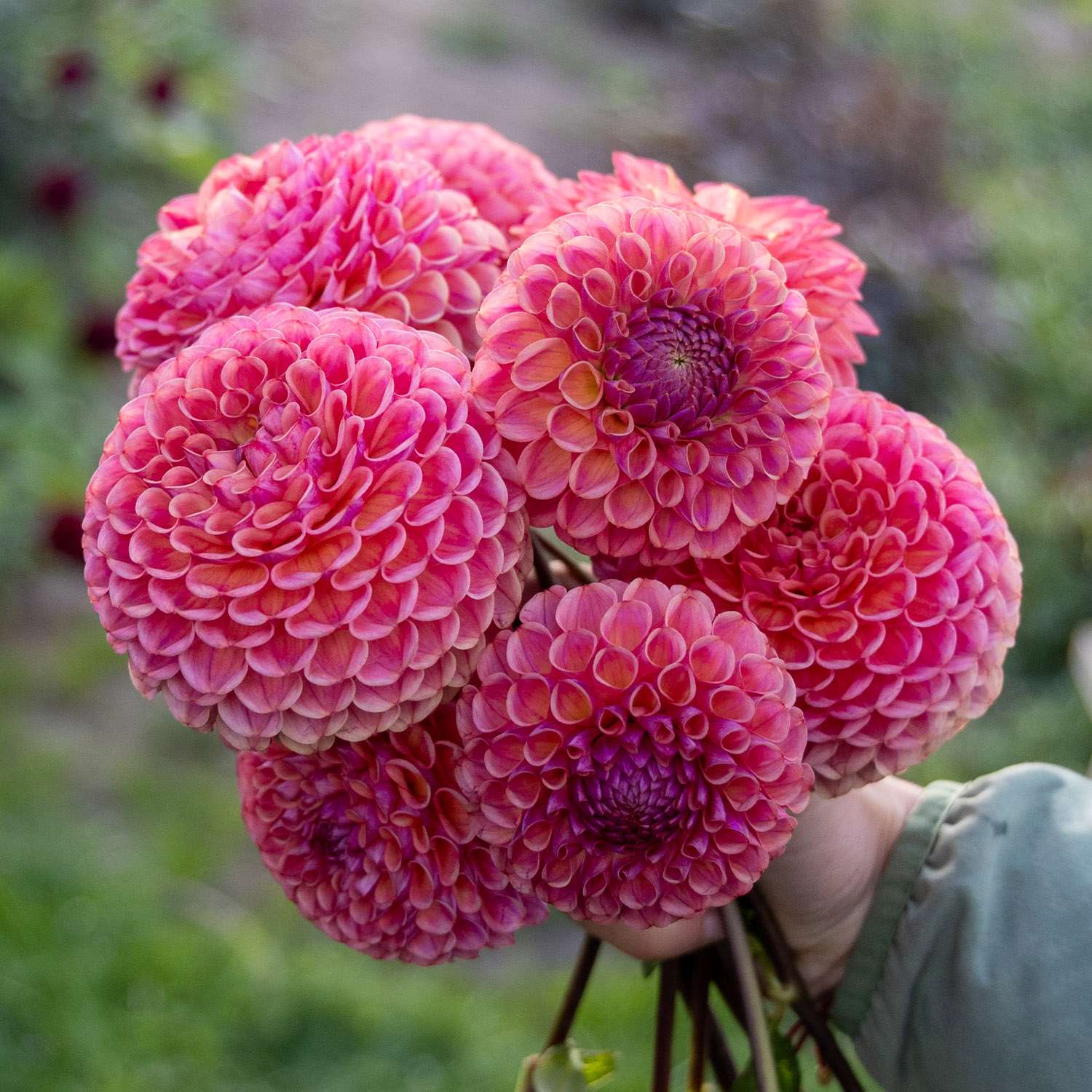 Dahlie 'Caitlin's Joy'