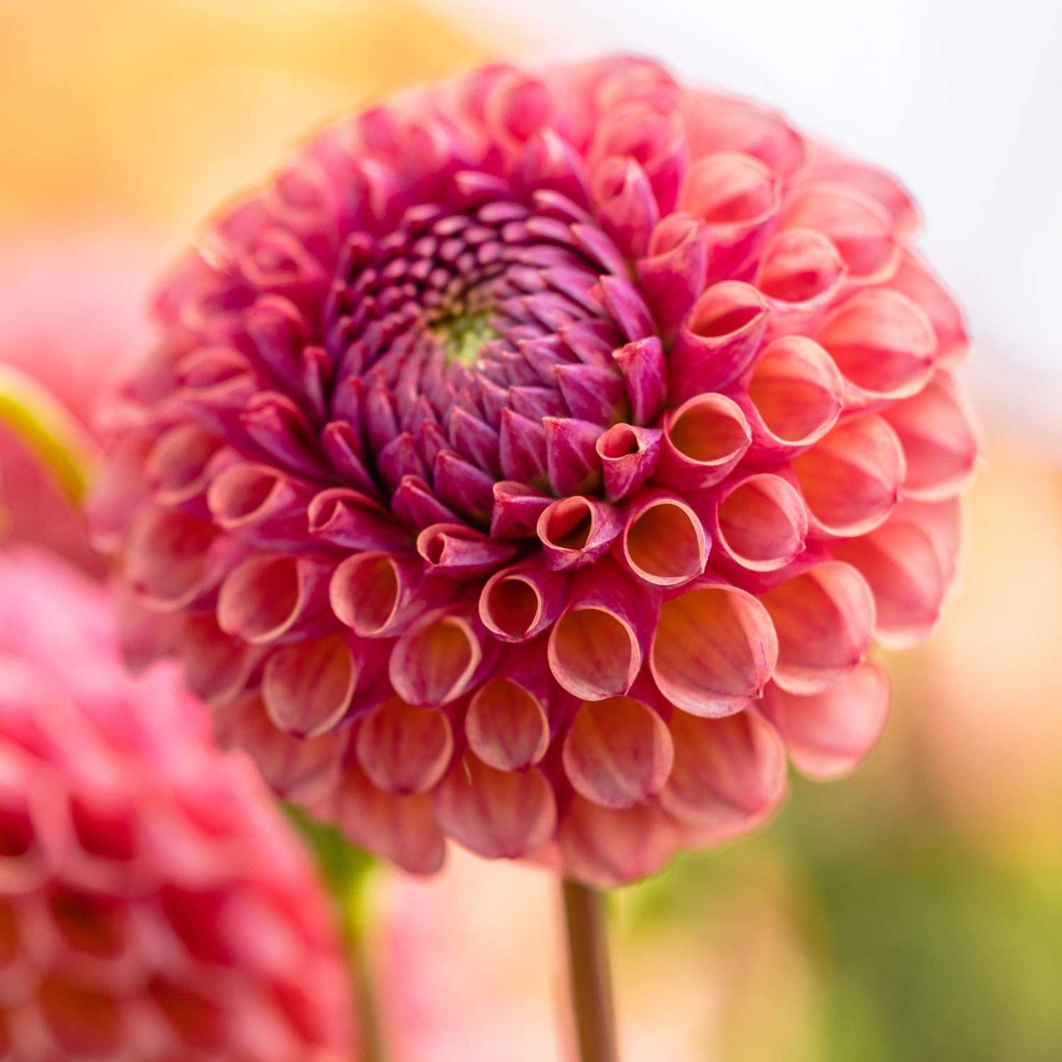 Dahlie 'Caitlin's Joy'