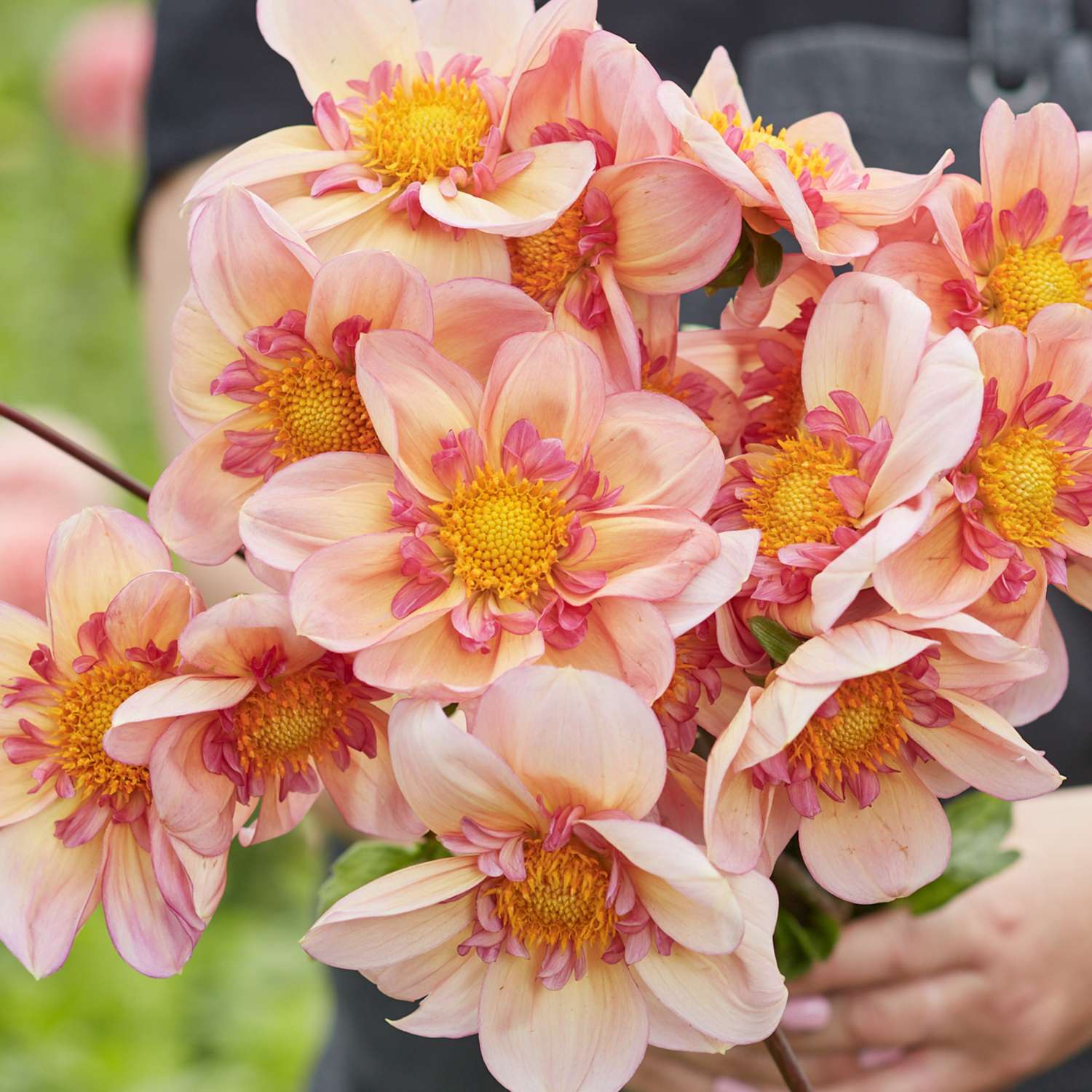 Dahlie 'Campus Nature Metier'