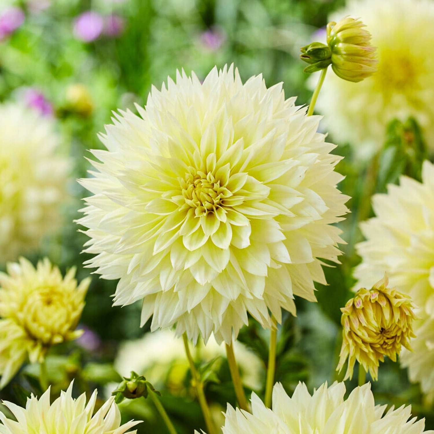 Dahlie 'Canary Fubuki'