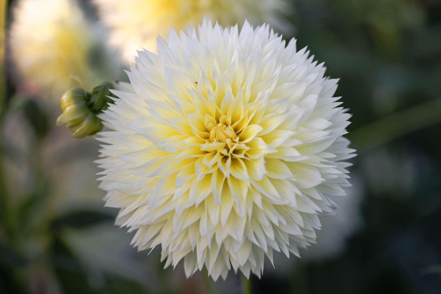 Dahlie 'Canary Fubuki'