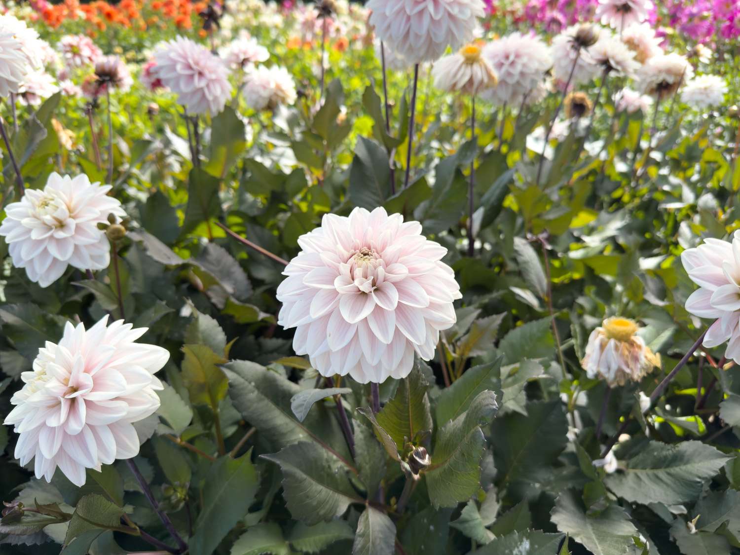 Dahlie ‘Candlelight Ivory Blaze’ - Dahlia