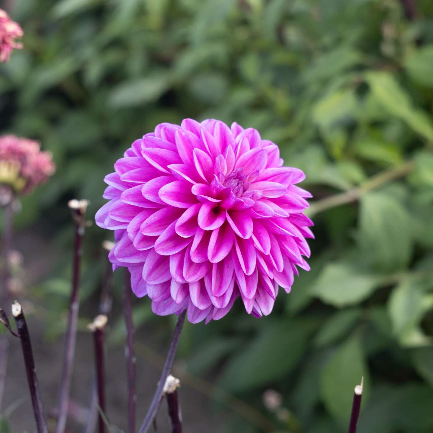 Dahlie ‘Candlelight Mystic Blaze’ - Dahlia