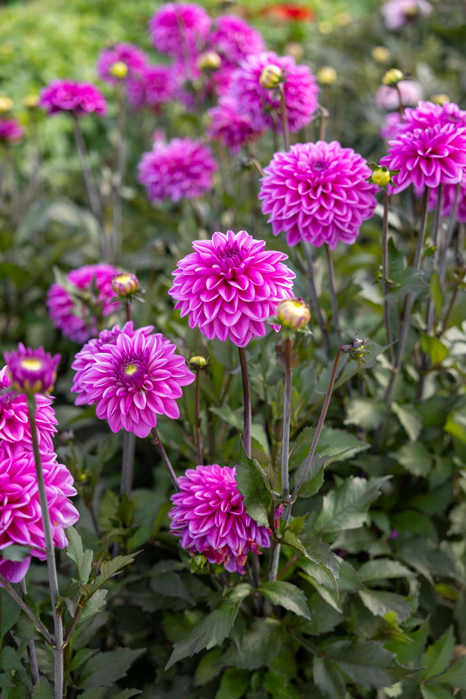 Dahlie ‘Candlelight Mystic Blaze’ - Dahlia