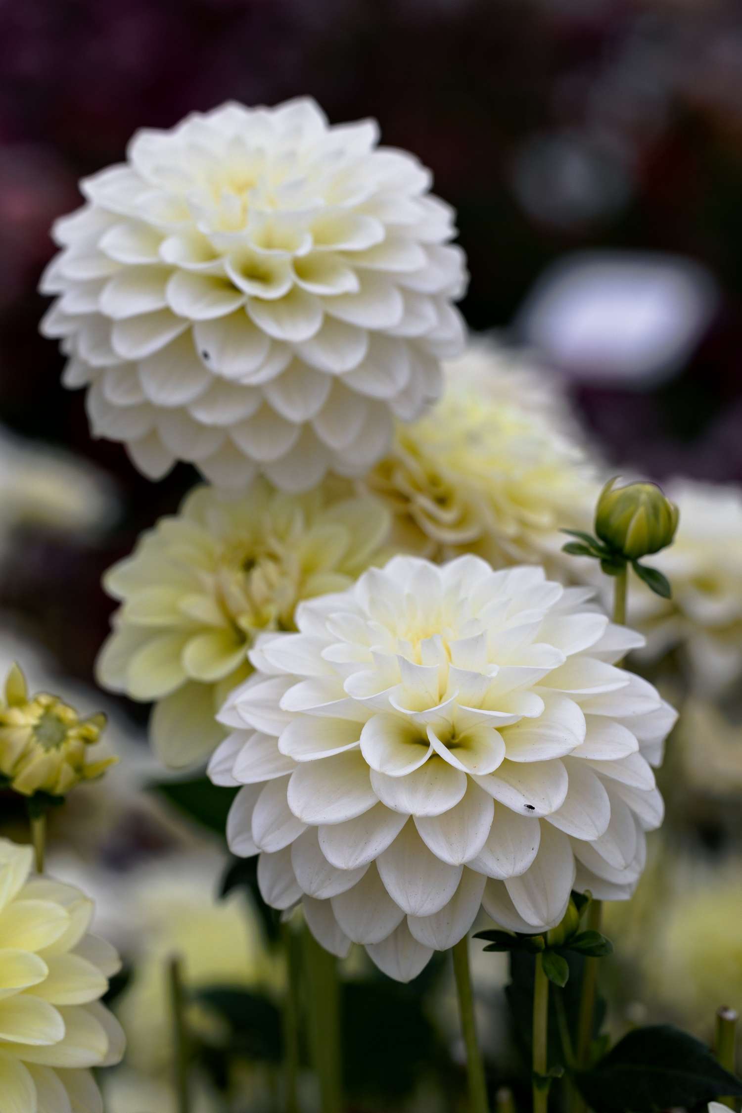 Dahlie 'Caramel Antique'