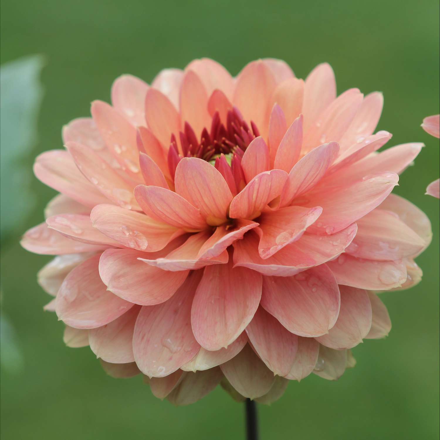 Dahlie ‘Château de la Bourdaisière’ - Dahlia