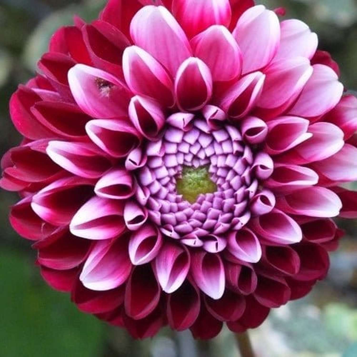 Dahlie 'Chick A Dee'