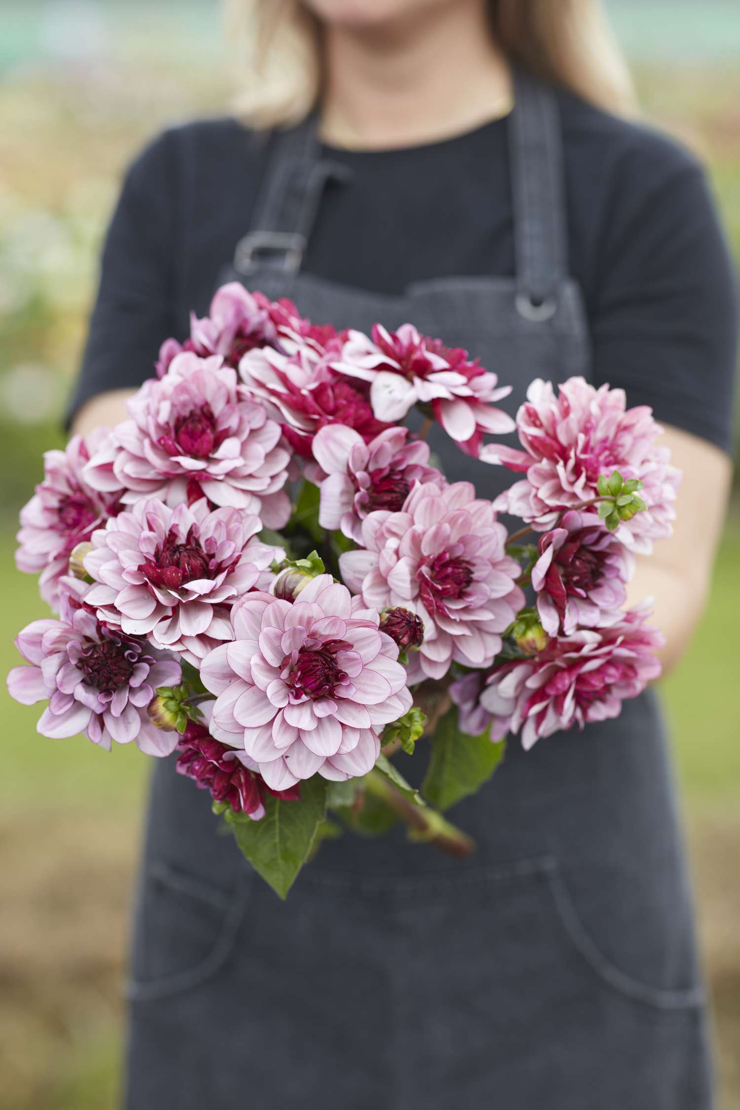 Dahlie 'Creme de Cassis'