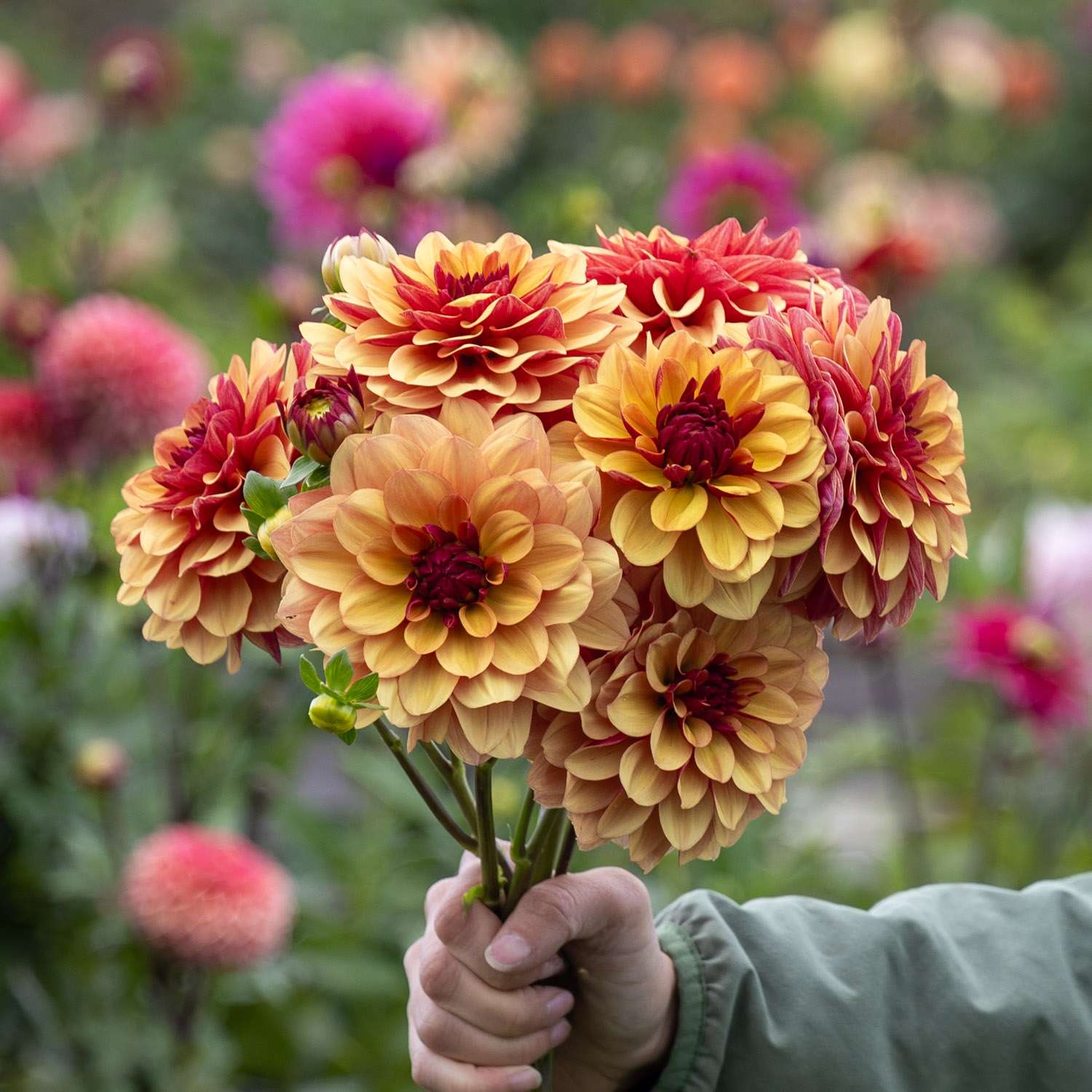 Dahlie 'Creme de Cognac'