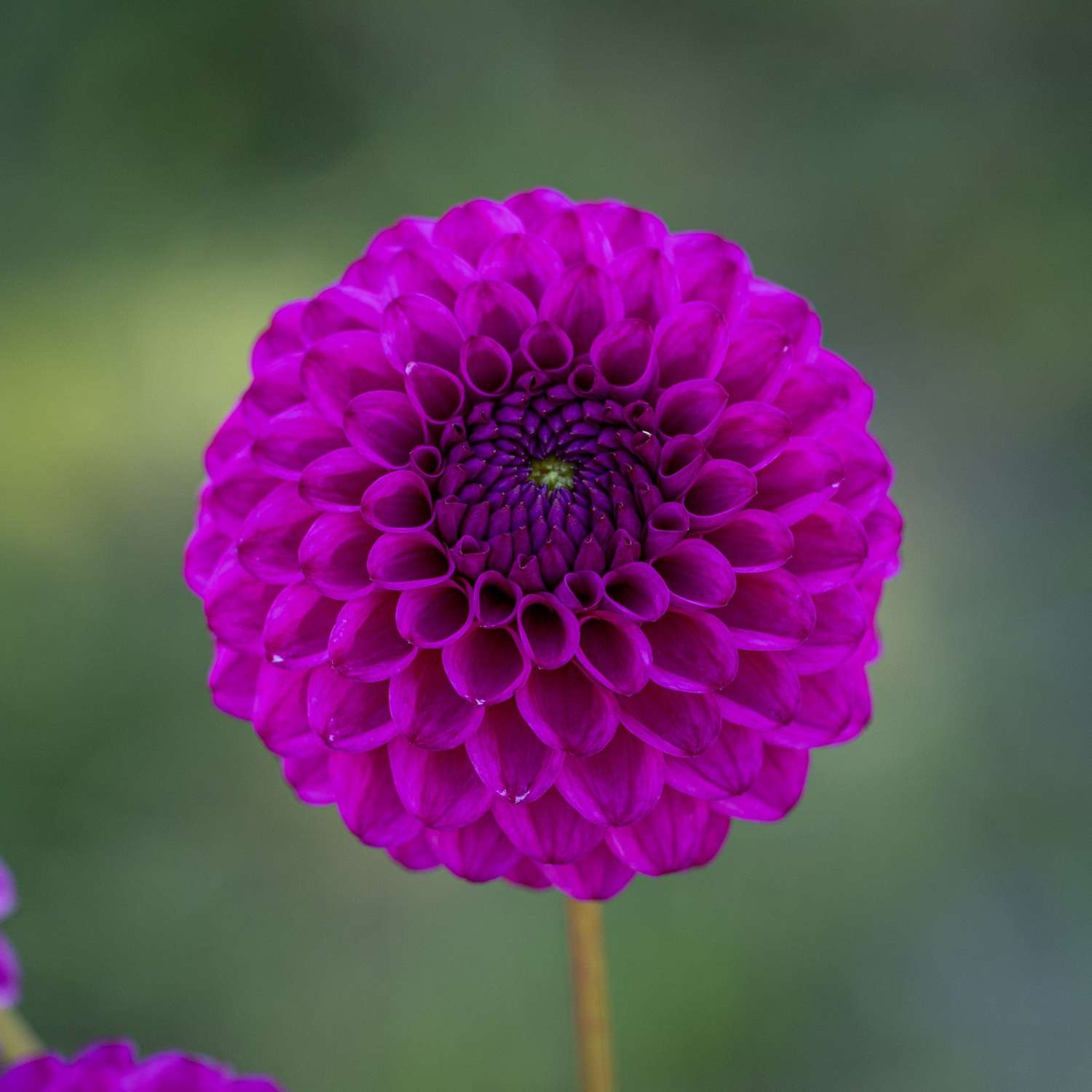 Dahlie 'Cryfield Harmony'