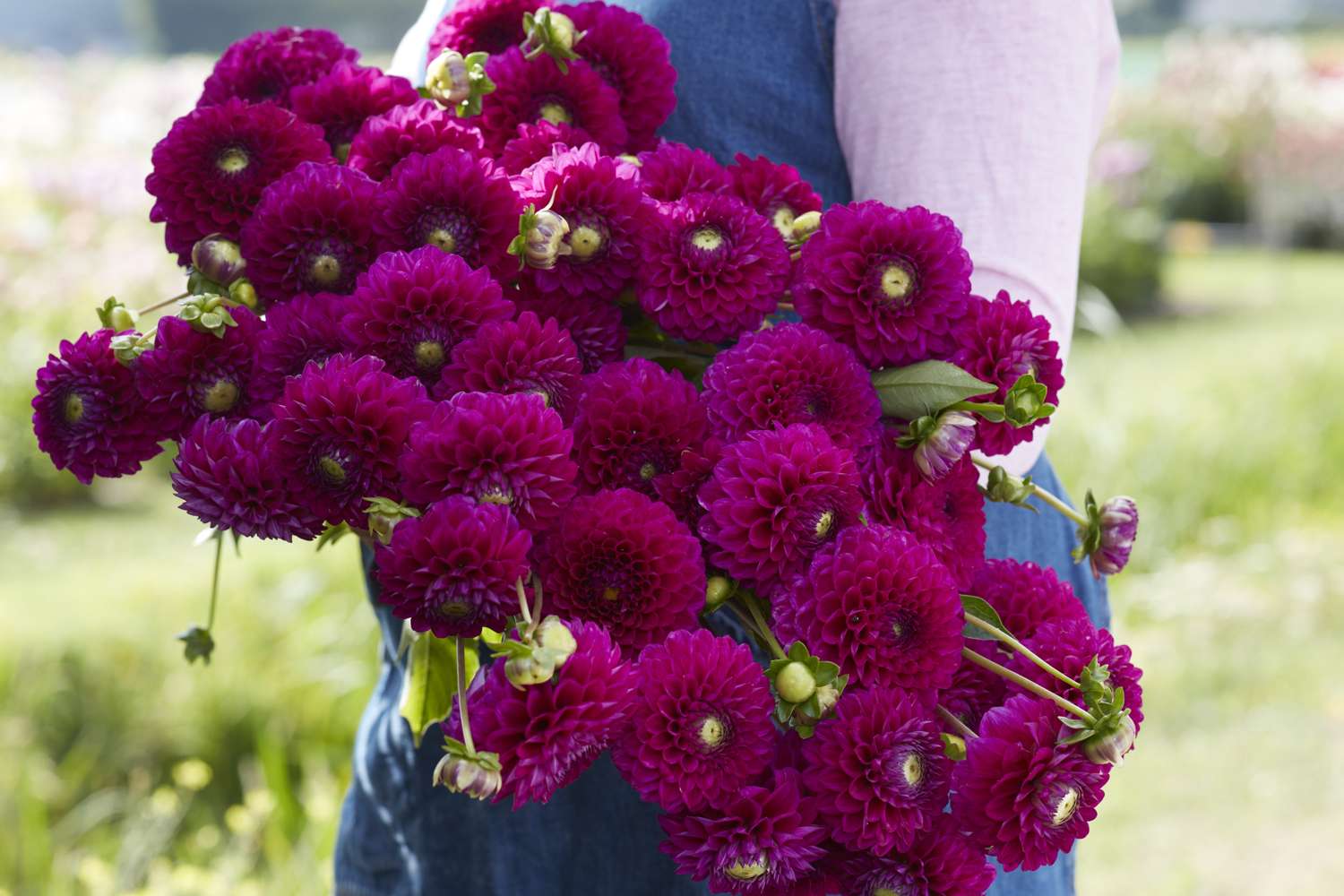 Dahlie 'Cryfield Harmony'