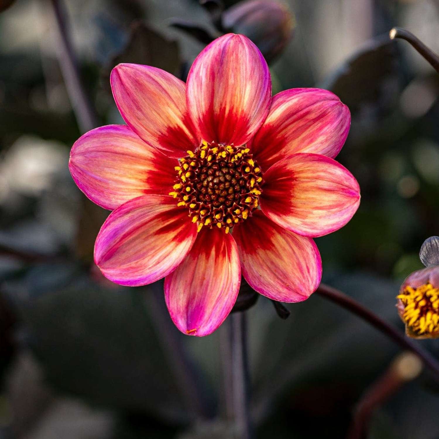Dahlie 'Dahlegria Tricolore'