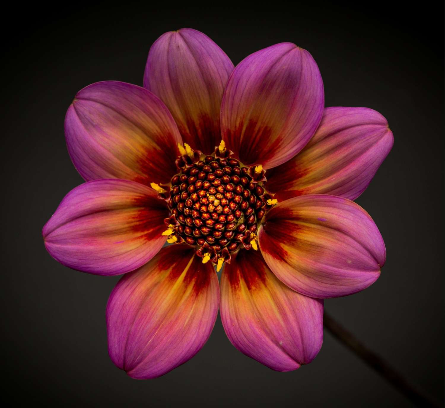 Dahlie 'Dahlegria Tricolore'