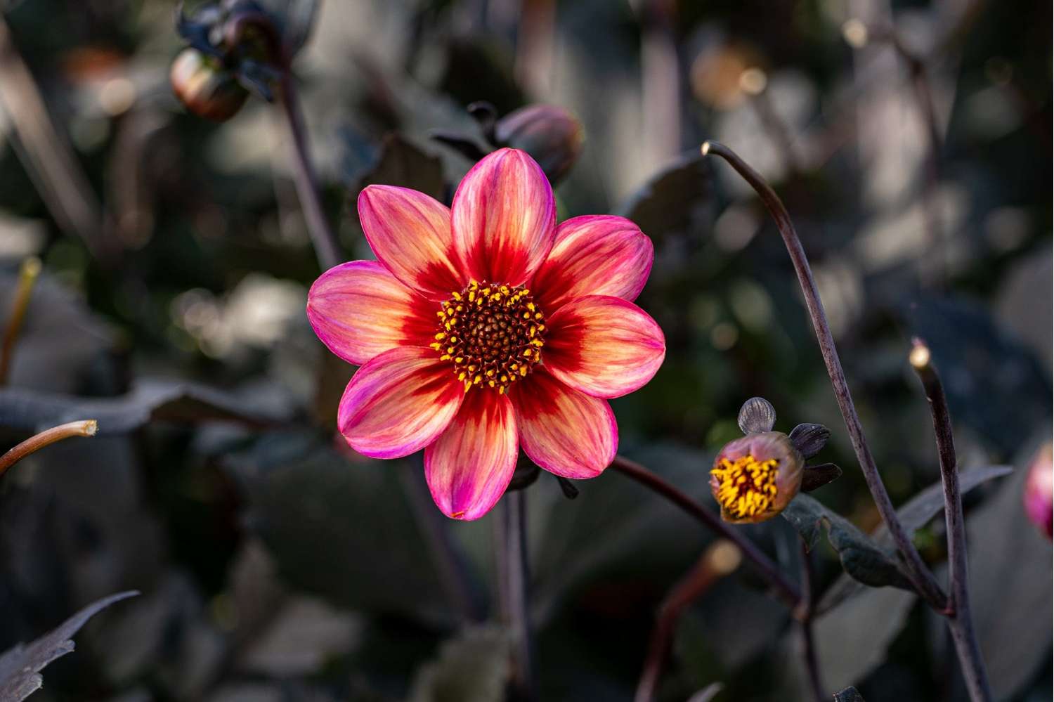 Dahlie 'Dahlegria Tricolore'