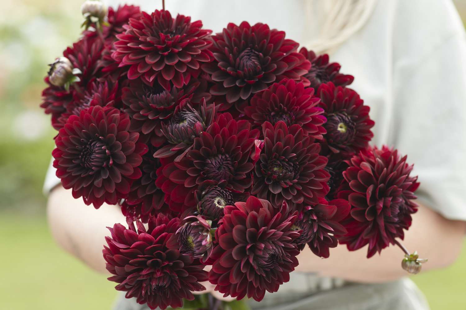 Dahlie 'Dark Destiny'