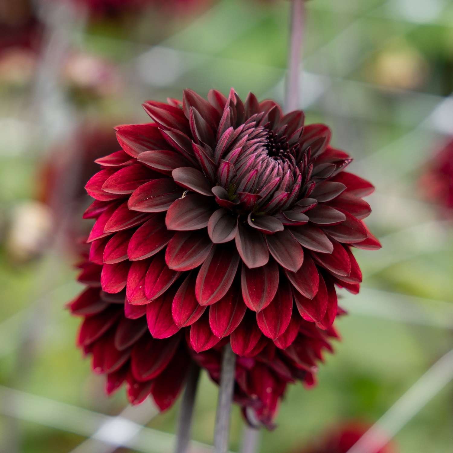 Dahlie 'Dark Destiny'