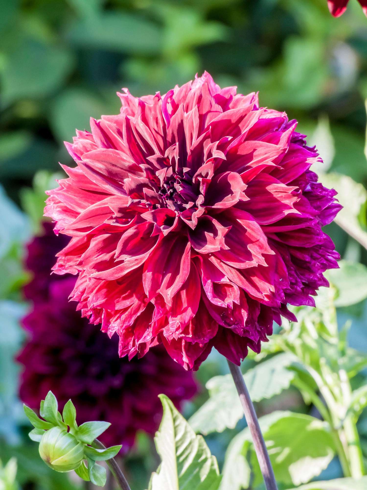 Dahlie ‘Dark Fubuki’ - Dahlia