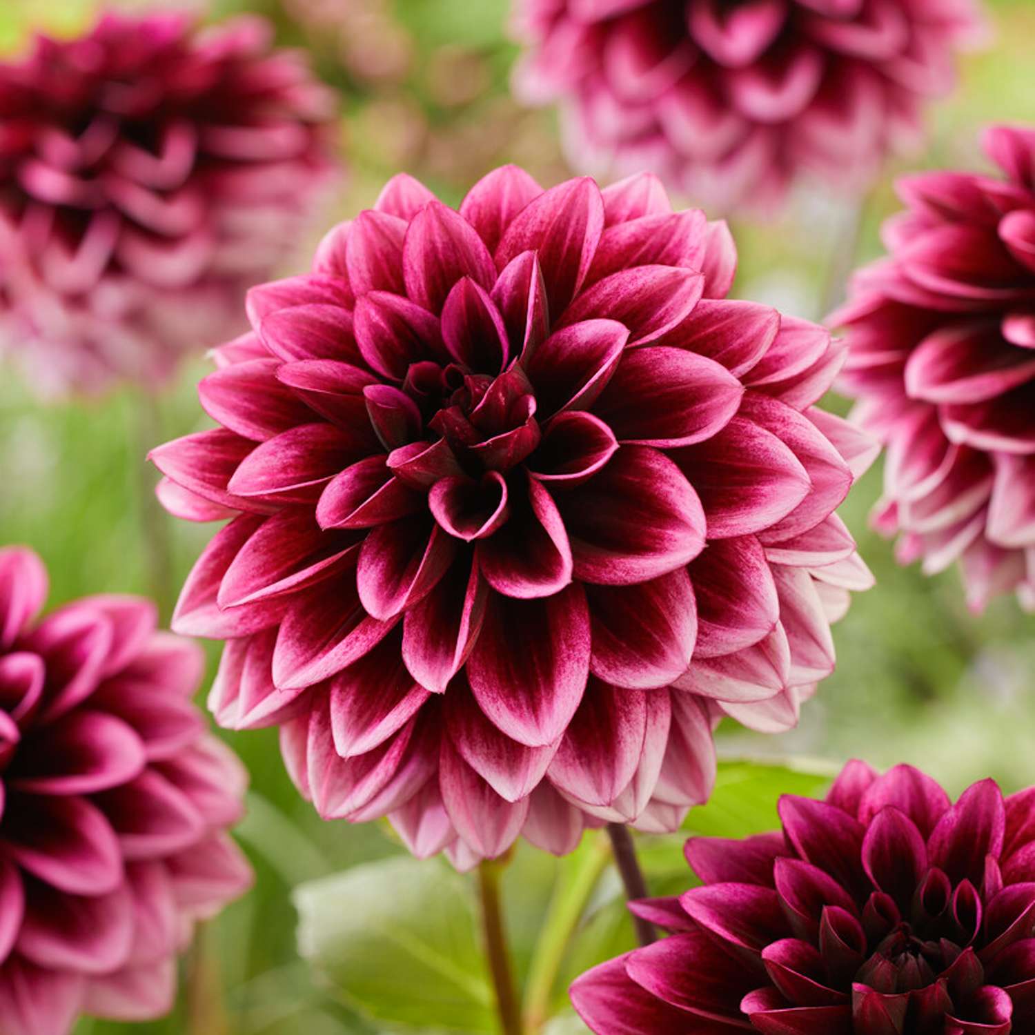 Dahlie ‘Davina Michelle’ - Dahlia