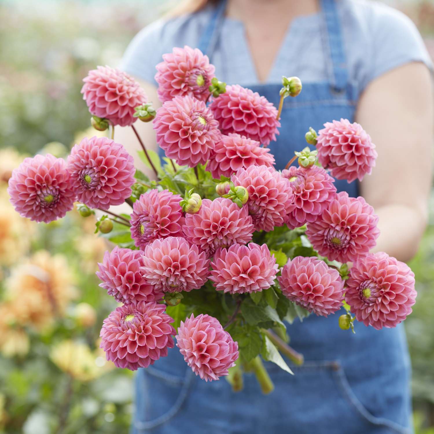 Dahlie ‘Dikara Superb’ - Dahlia