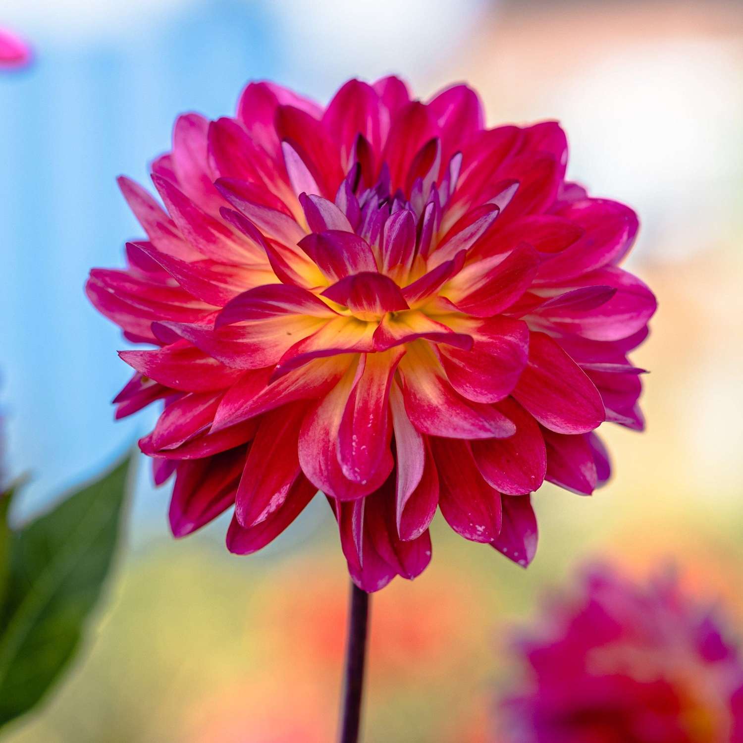 Dahlie 'Double Shine' - Dahlia