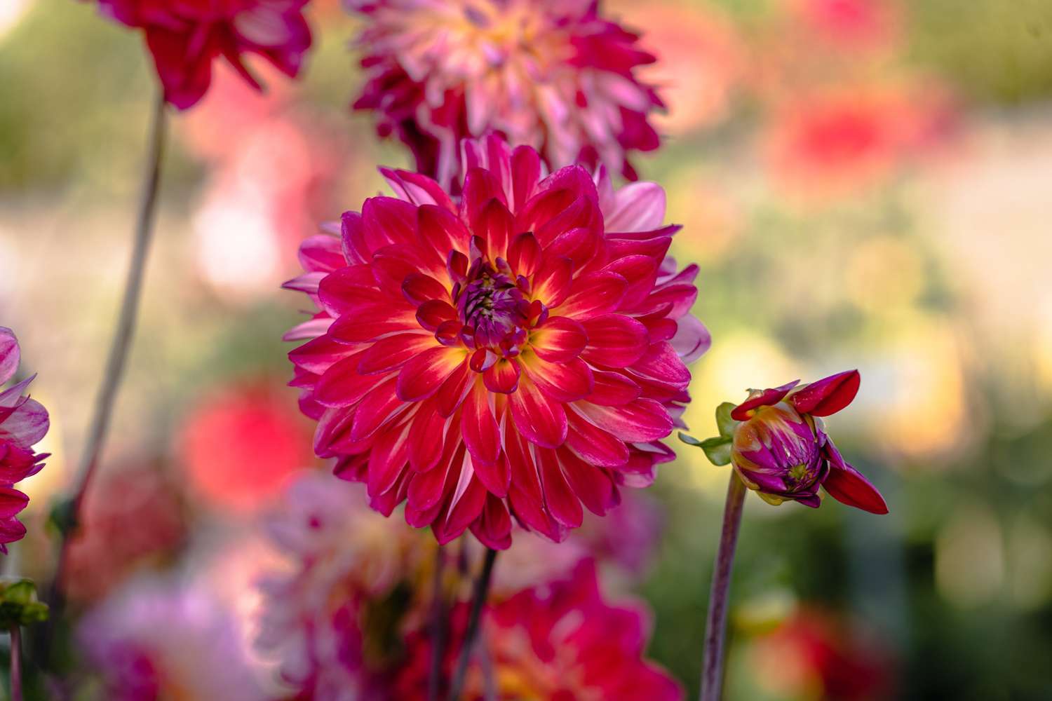 Dahlie 'Double Shine' - Dahlia