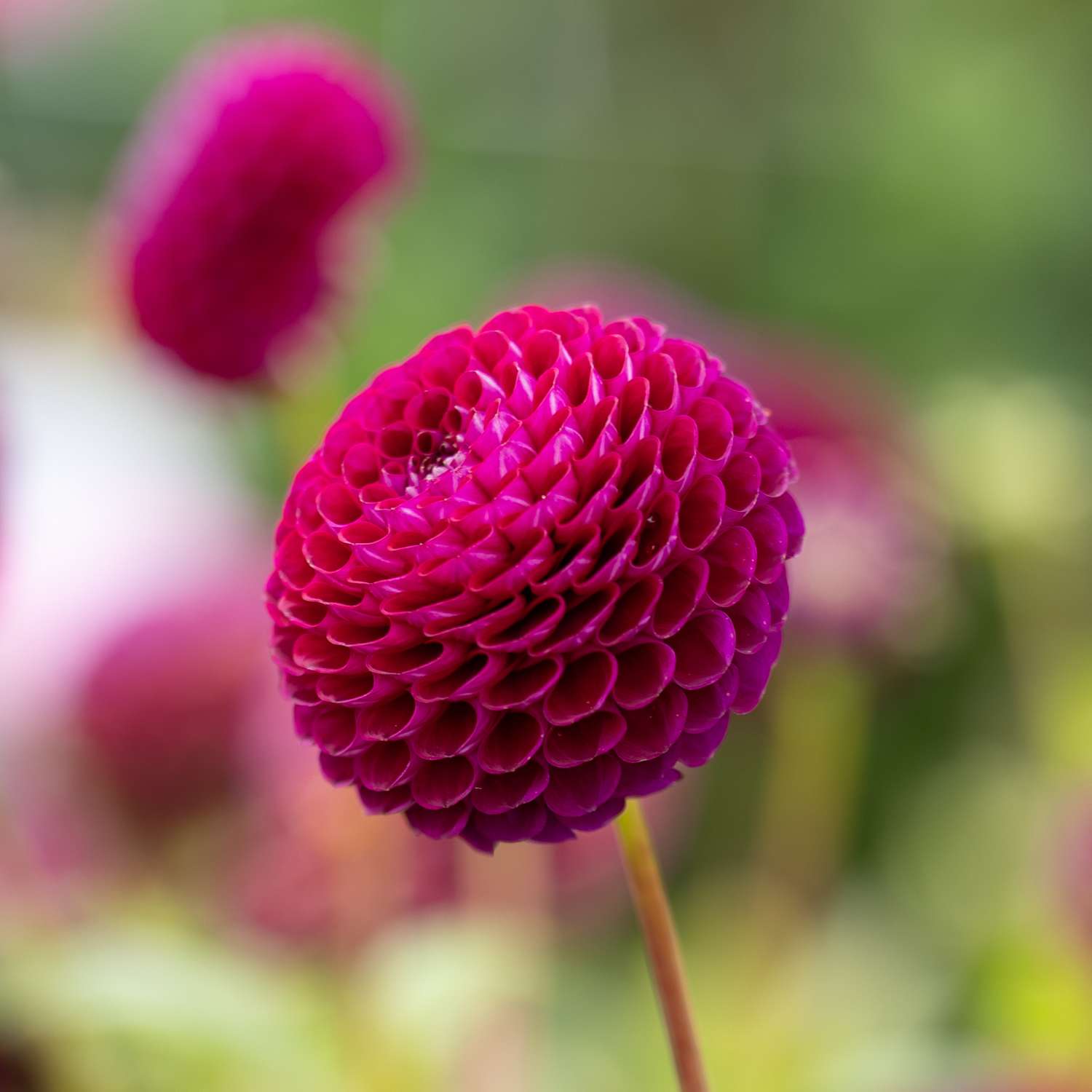 Dahlie 'Downham Royal'