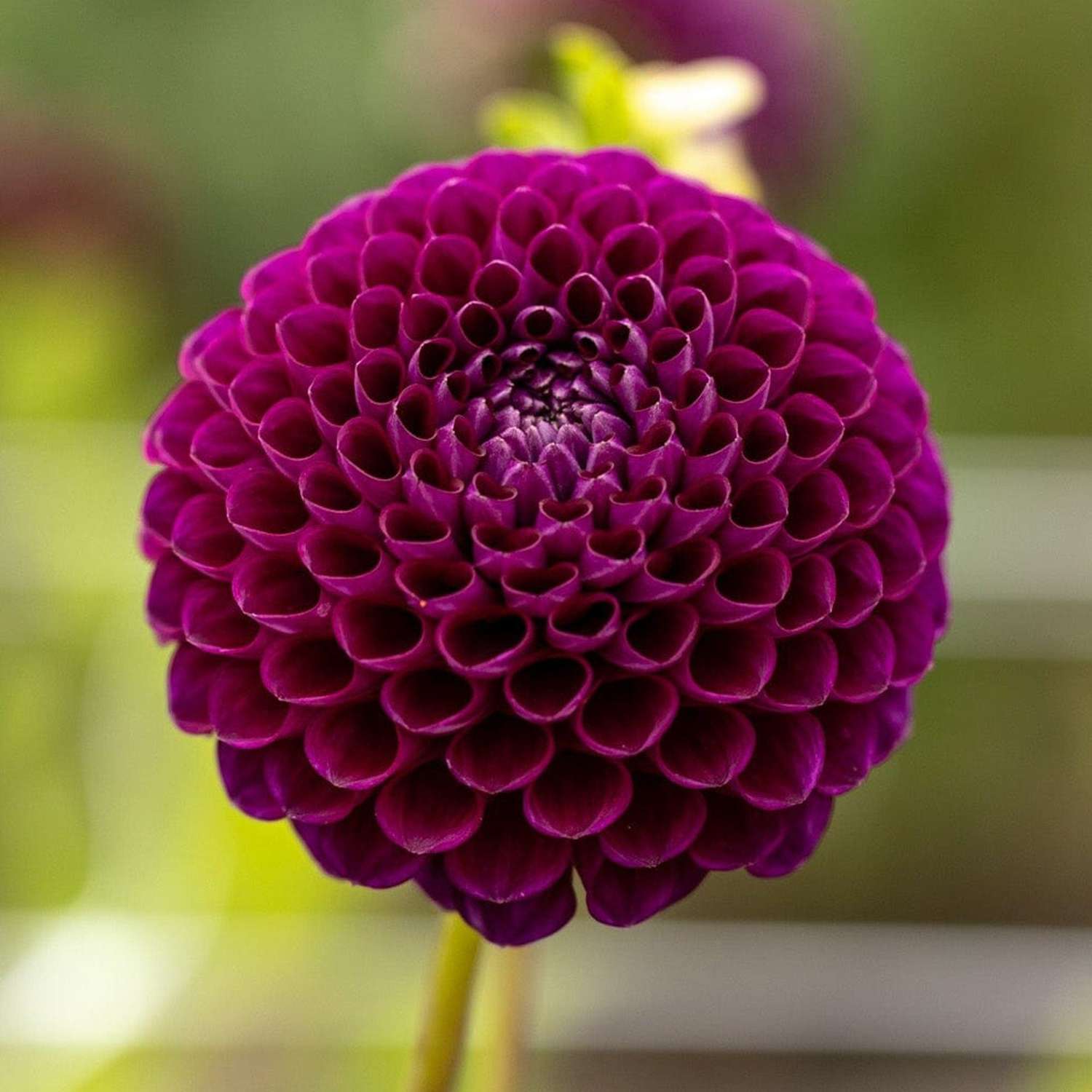 Dahlie 'Downham Royal'