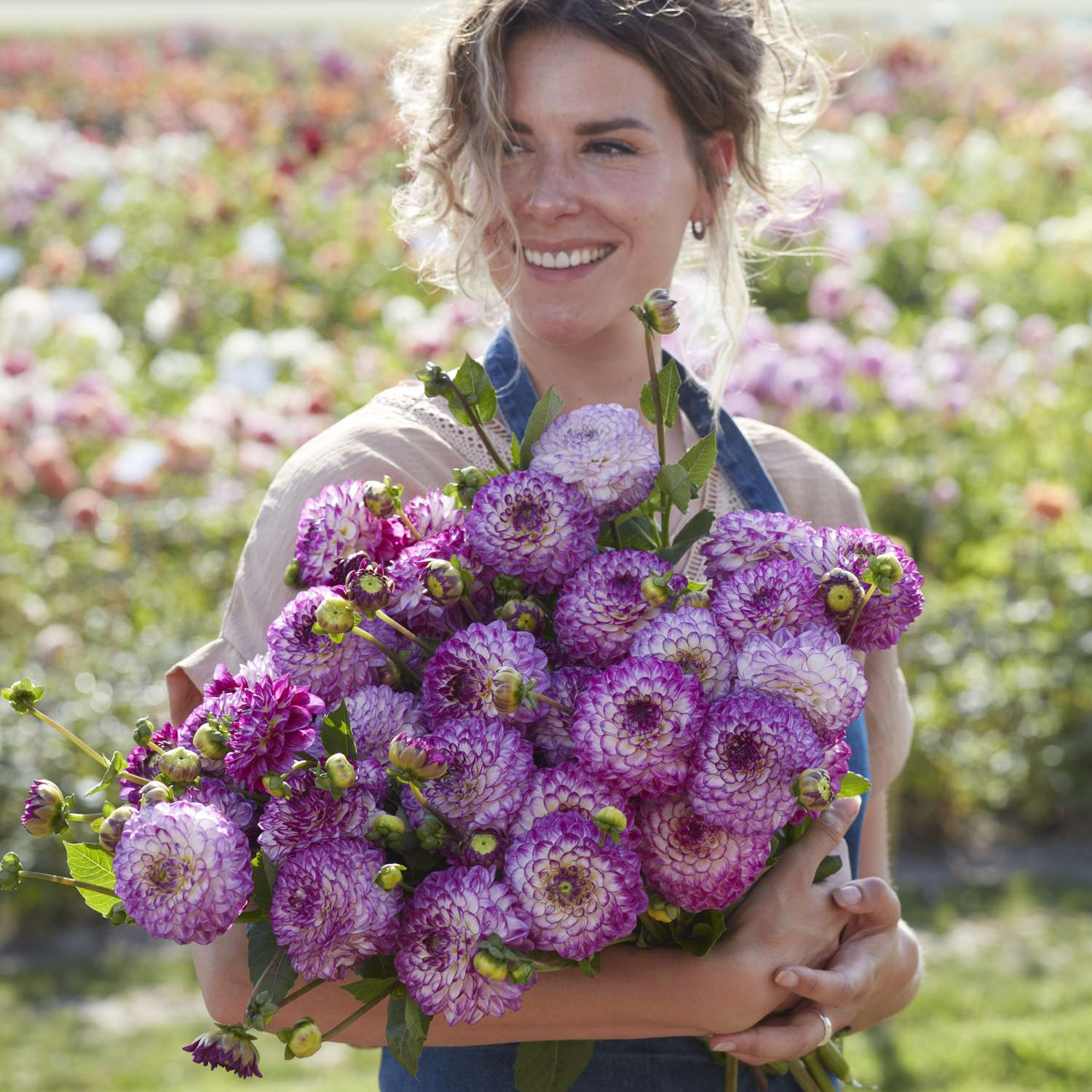 Dahlie 'Dreaming Maid'