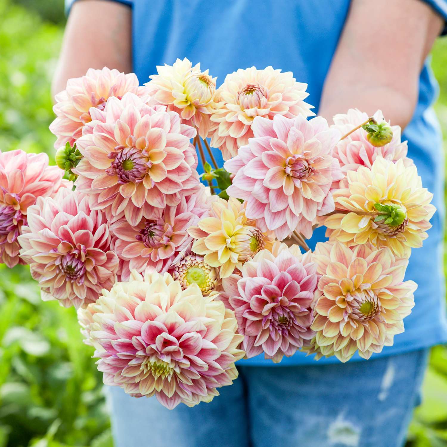 Dahlie 'Dusty Beauty'