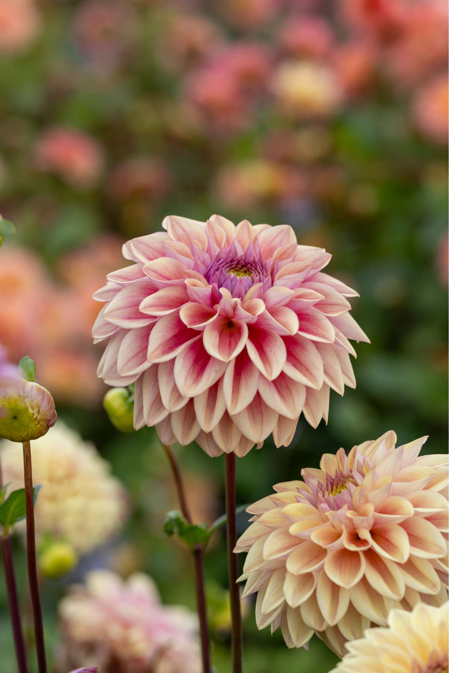 Dahlie 'Dusty Beauty'