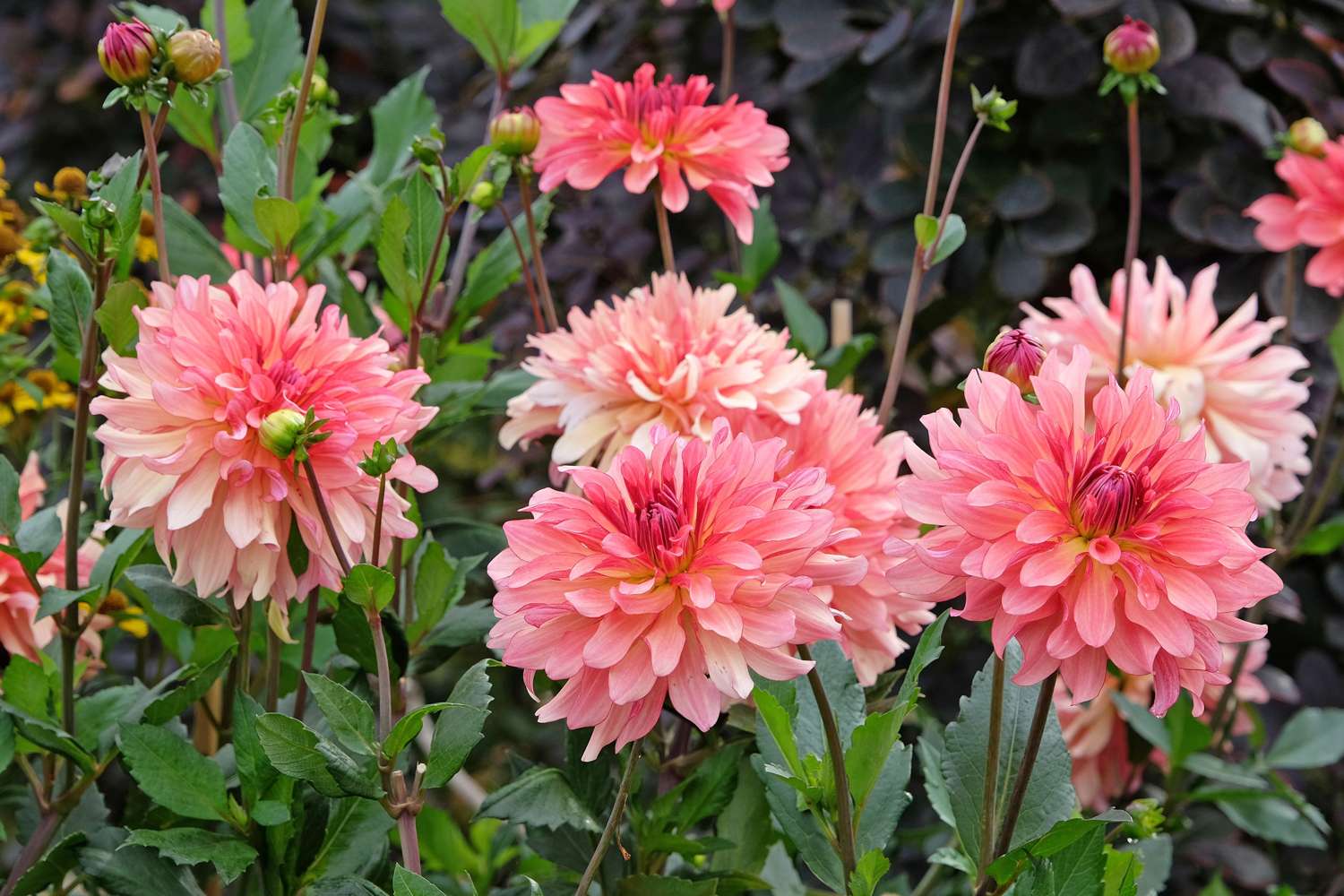 Dahlie ‘Dutch Delight’ - Dahlia