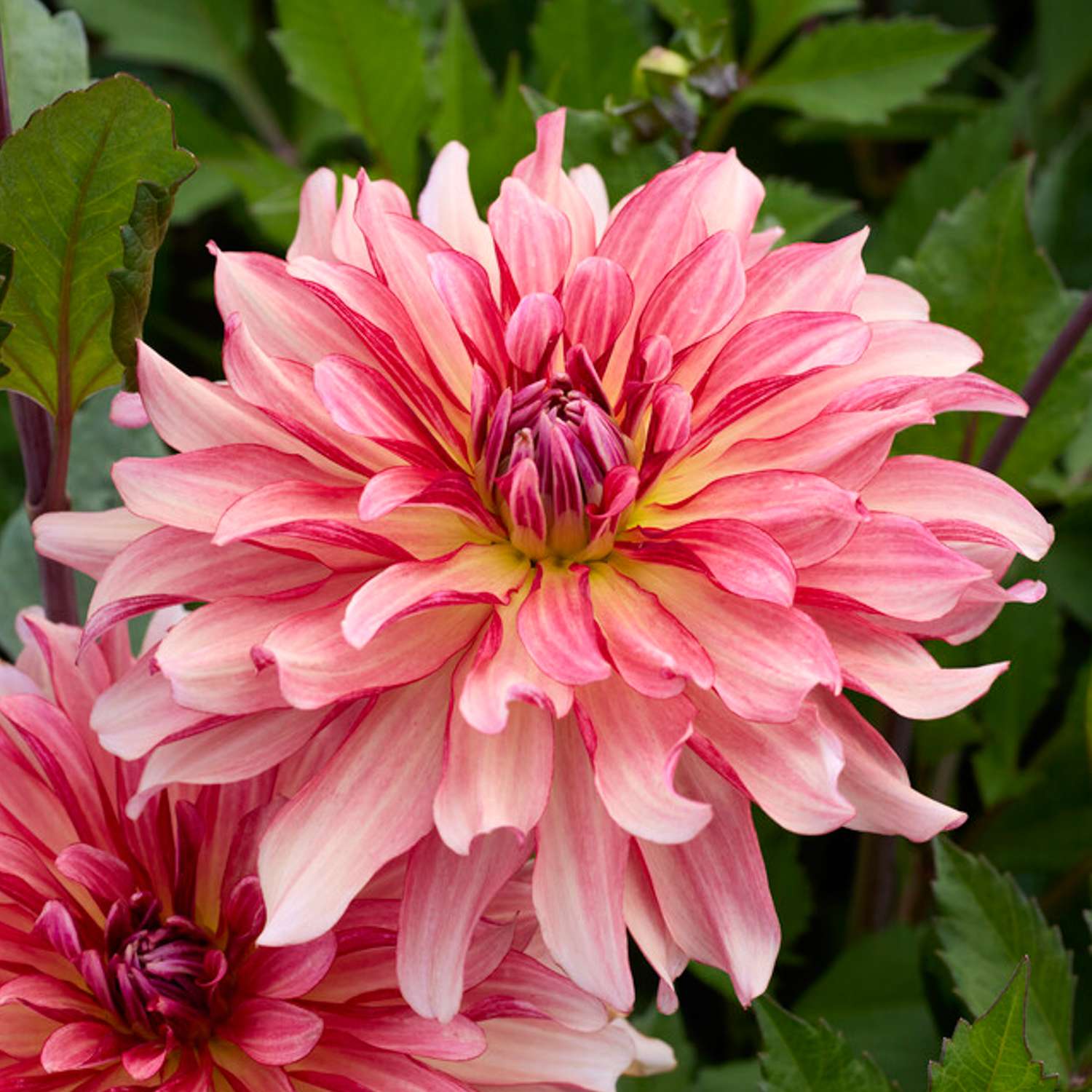 Dahlie ‘Dutch Delight’ - Dahlia