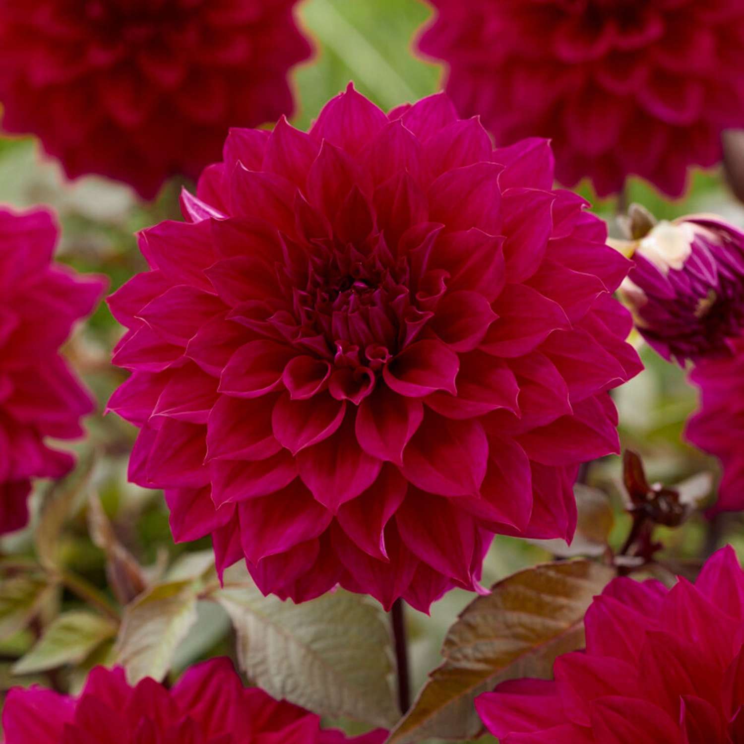 Dahlie 'Engelhardts Matador'