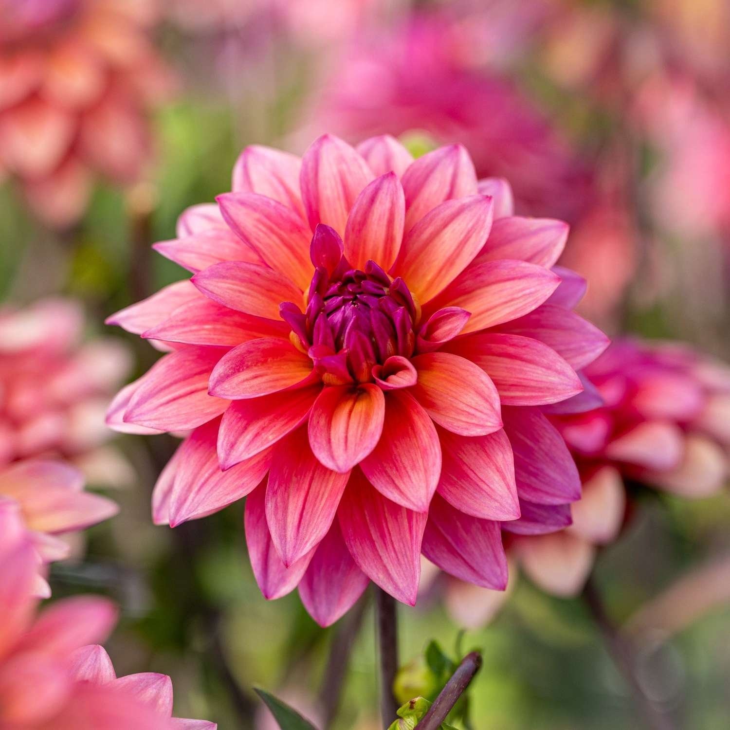 Dahlie 'Feline Yvonne'