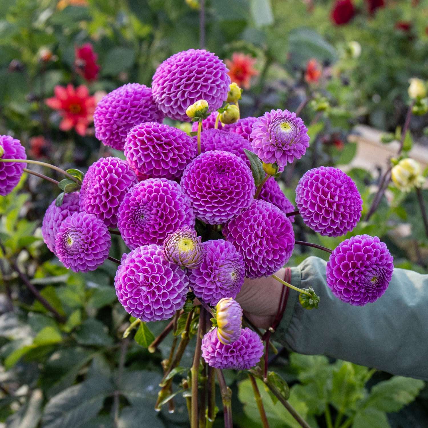 Dahlie 'Franz Kafka'