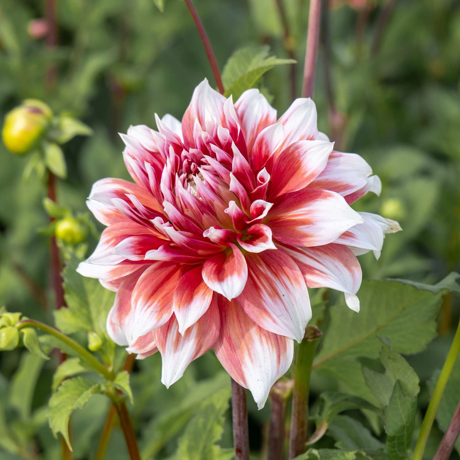 Dahlie ‘Frost Nip’ - Dahlia