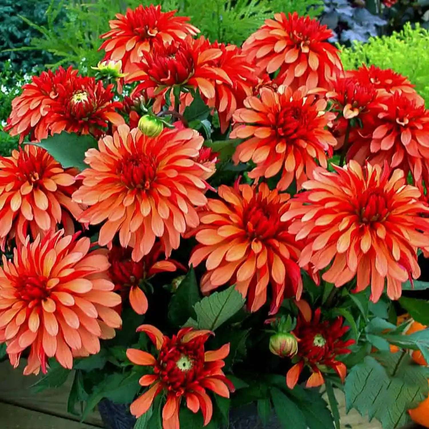 Dahlie 'Gallery Art Deco'